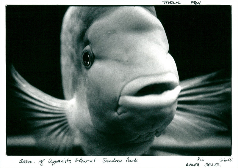 Tropical Fish - Vintage Photograph