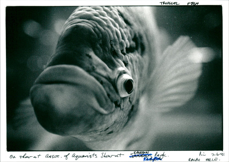 Tropical Fish - Vintage Photograph