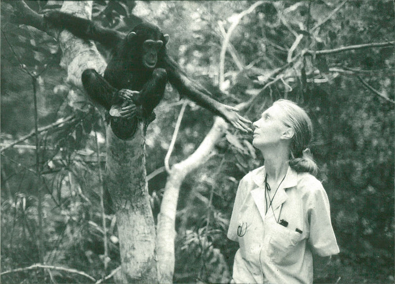 Dr. Jane Goodall and Flossi - Vintage Photograph
