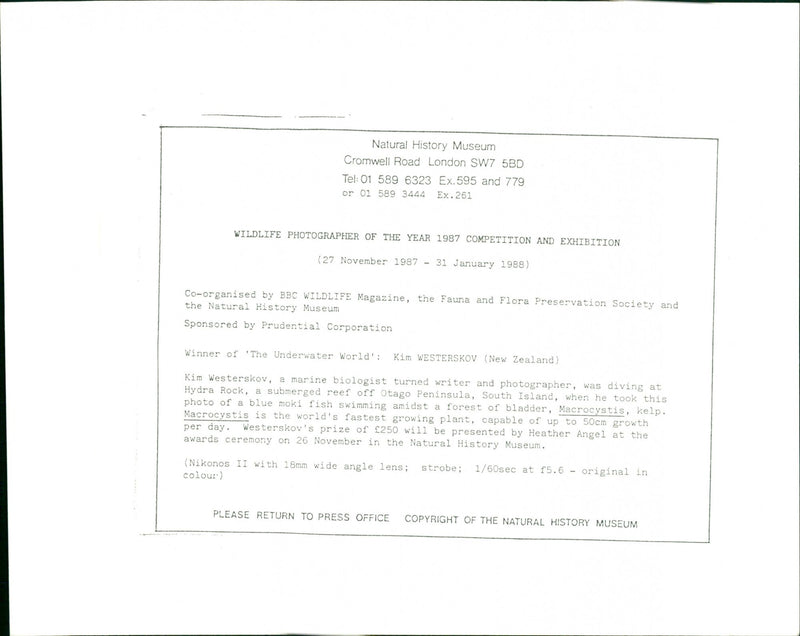 Seaweed. - Vintage Photograph