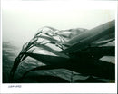 Seaweed. - Vintage Photograph