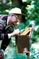 HALLANDS ANIMALS PLACED ARE PHOTO LUSECTS GASHIN KEYSTONE - Vintage Photograph