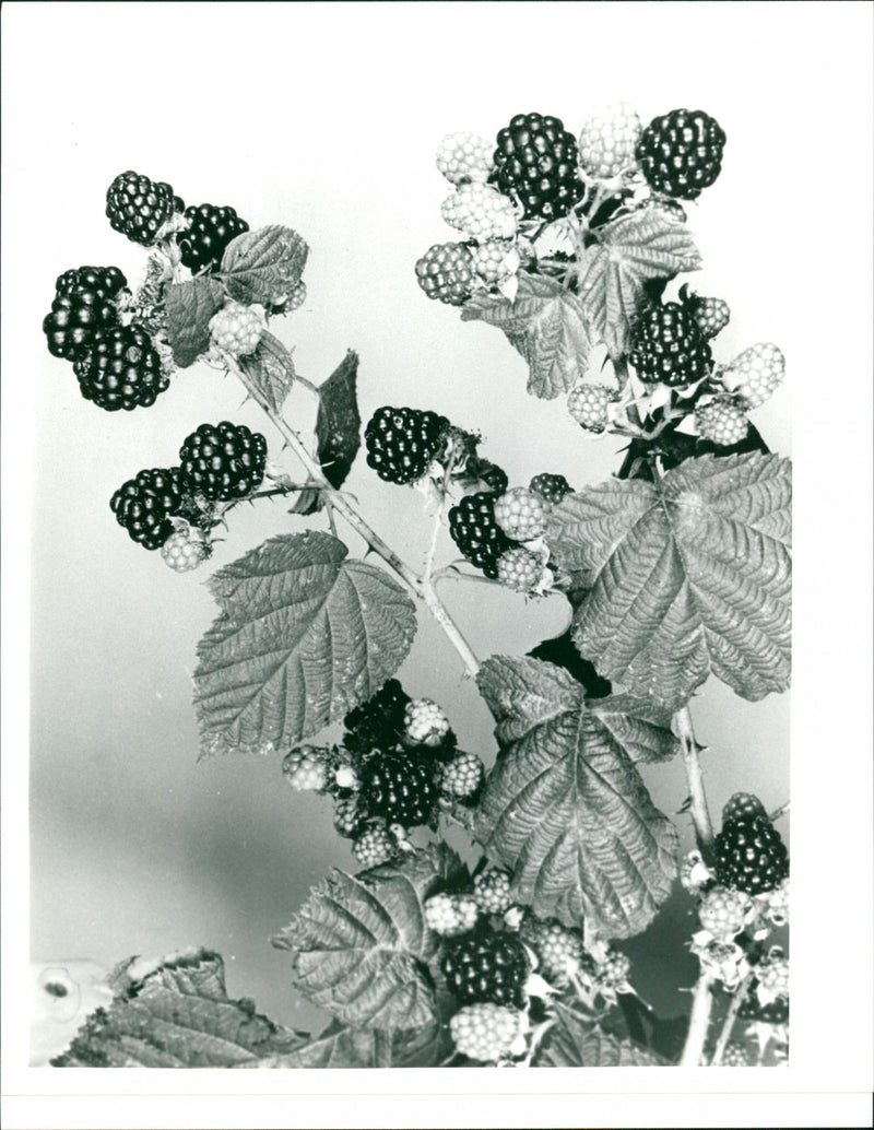 Berries - Vintage Photograph