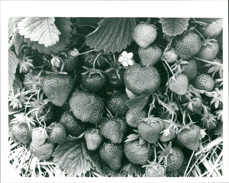 Strawberry - Vintage Photograph