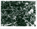 Elderberry - Vintage Photograph