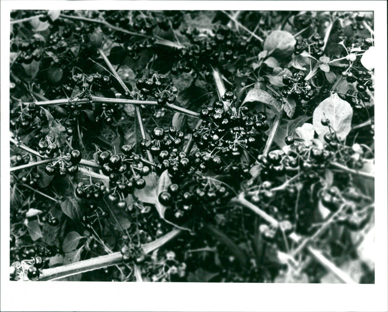Elderberry - Vintage Photograph