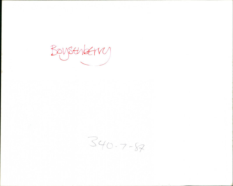 Boysenberry - Vintage Photograph