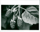 Boysenberry - Vintage Photograph