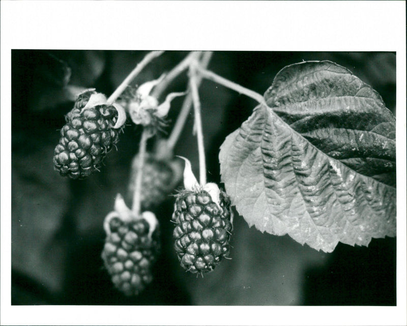 Boysenberry - Vintage Photograph