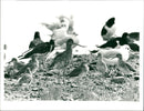 BIRDWATCHERS SILLY LET - BLACK TAILED BOONIT REDSHANK, AVENUE, MILLS, RICHARD - Vintage Photograph