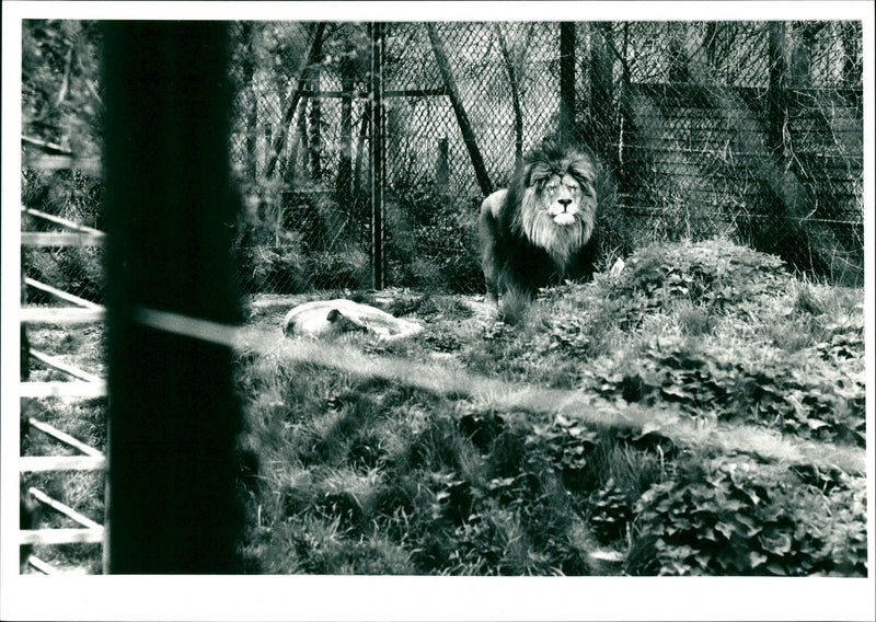 Basildon Zoo - Vintage Photograph
