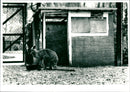 Basildon Zoo - Vintage Photograph