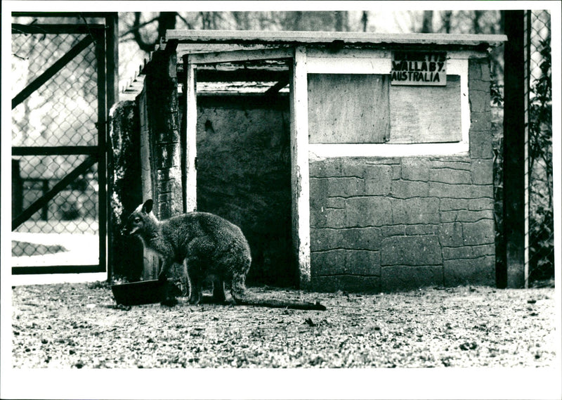 Basildon Zoo - Vintage Photograph