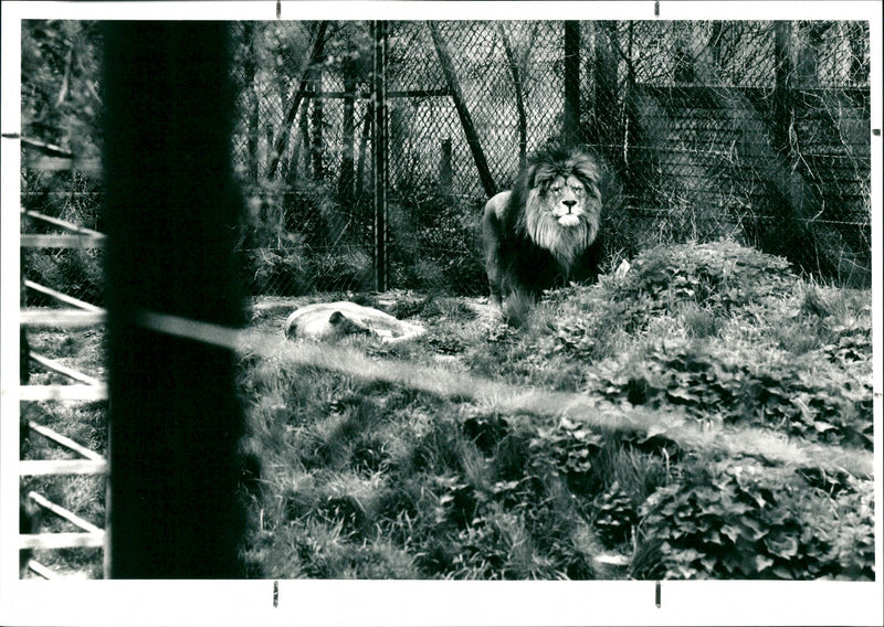 Basildon Zoo - Vintage Photograph