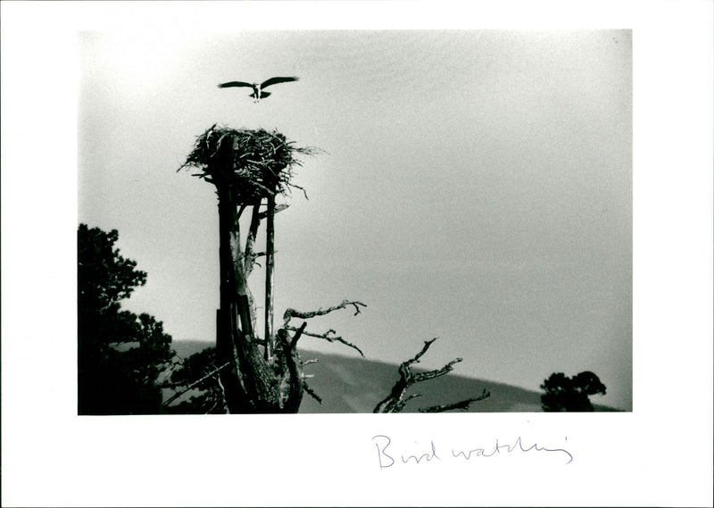 Bird Watching - Vintage Photograph