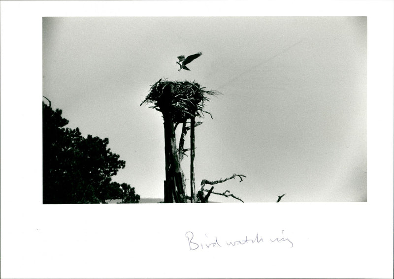 Bird Watching - Vintage Photograph
