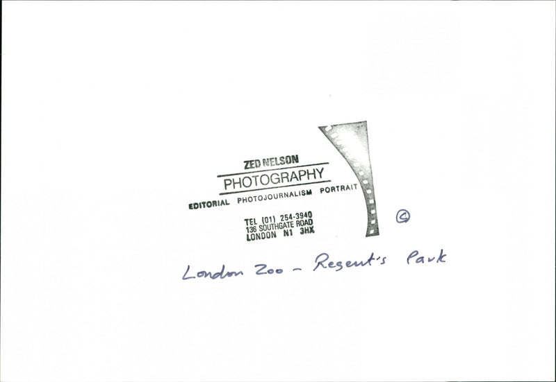 London Zoo - Vintage Photograph
