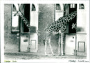 London Zoo - Vintage Photograph