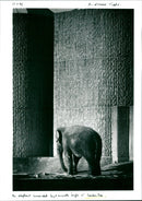 London Zoo - Vintage Photograph