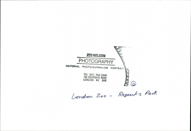 London Zoo - Vintage Photograph