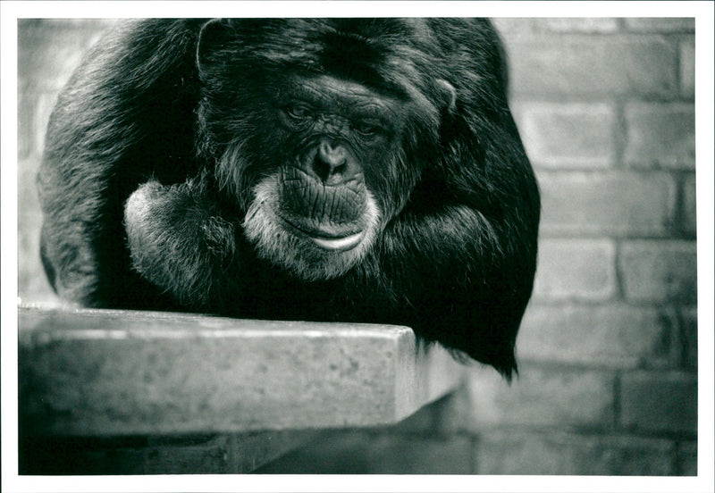 London Zoo - Vintage Photograph