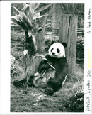 London Zoo - Vintage Photograph