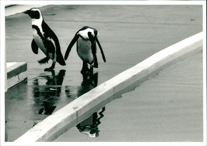 London Zoo - Vintage Photograph