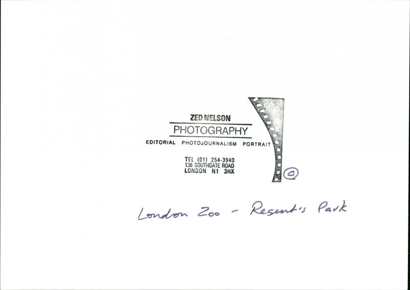 London Zoo - Vintage Photograph