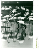 Flamingoes - Vintage Photograph