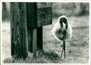 Baby Flamingo - Vintage Photograph