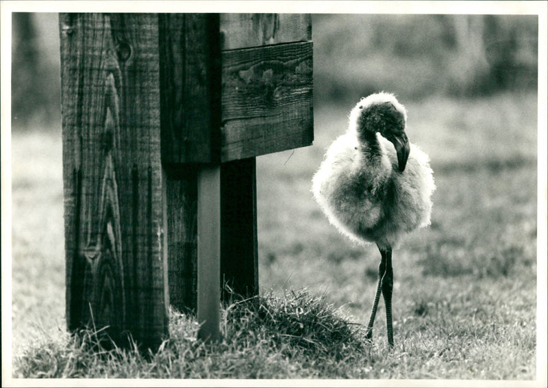 Baby Flamingo - Vintage Photograph