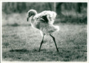 Baby Flamingo - Vintage Photograph