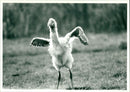 Baby Flamingo - Vintage Photograph