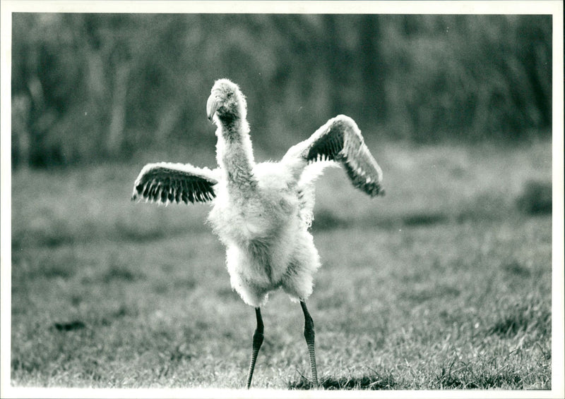 Baby Flamingo - Vintage Photograph