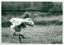 Baby Flamingo - Vintage Photograph