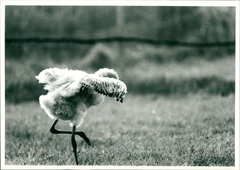 Baby Flamingo - Vintage Photograph