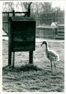 Baby Flamingo - Vintage Photograph
