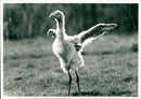 Baby Flamingo - Vintage Photograph