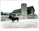 Buffalo - Vintage Photograph