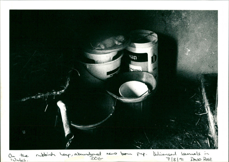 Dog - Vintage Photograph