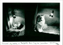 Dog Breeding - Vintage Photograph
