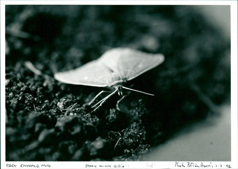 Moth - Vintage Photograph