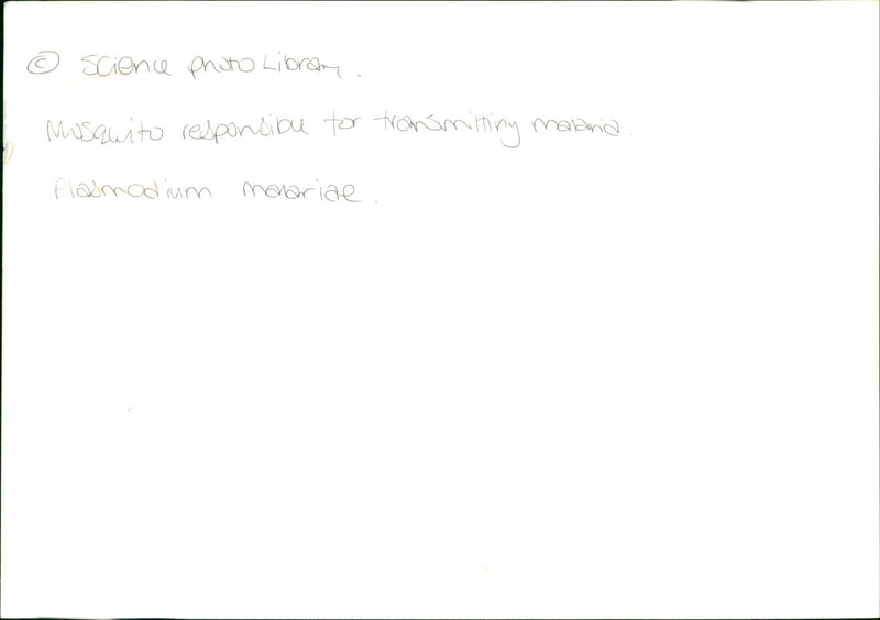 Mosquito - Vintage Photograph