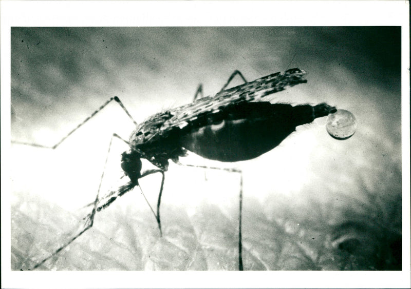 Mosquito - Vintage Photograph