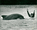 Dolphins - Vintage Photograph
