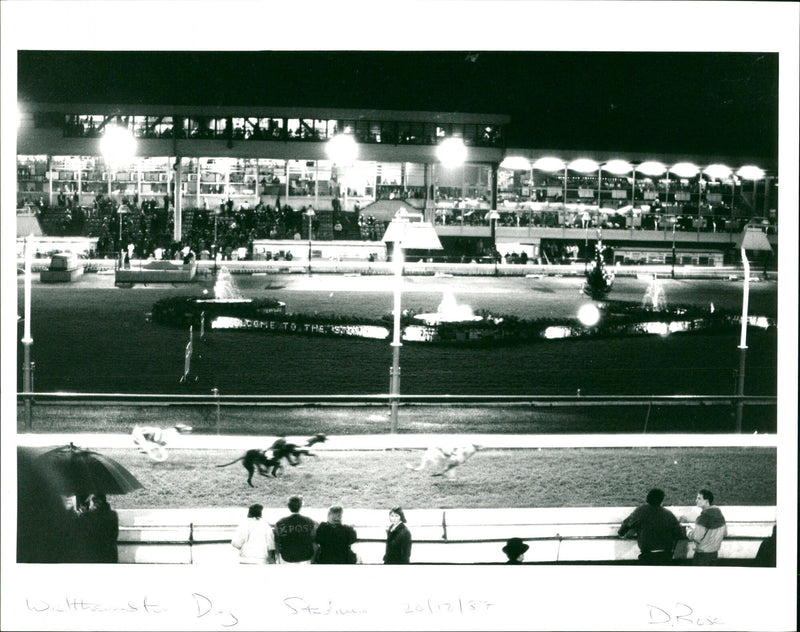 Dog Racing - Vintage Photograph