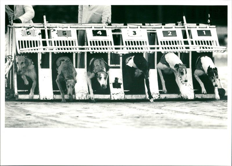 Dog Racing - Vintage Photograph