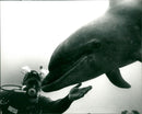 Dingle Dolphin - Vintage Photograph