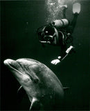 Dingle Dolphin - Vintage Photograph