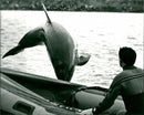 Dingle Dolphin - Vintage Photograph